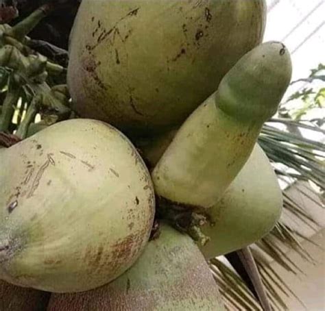 Kontol .